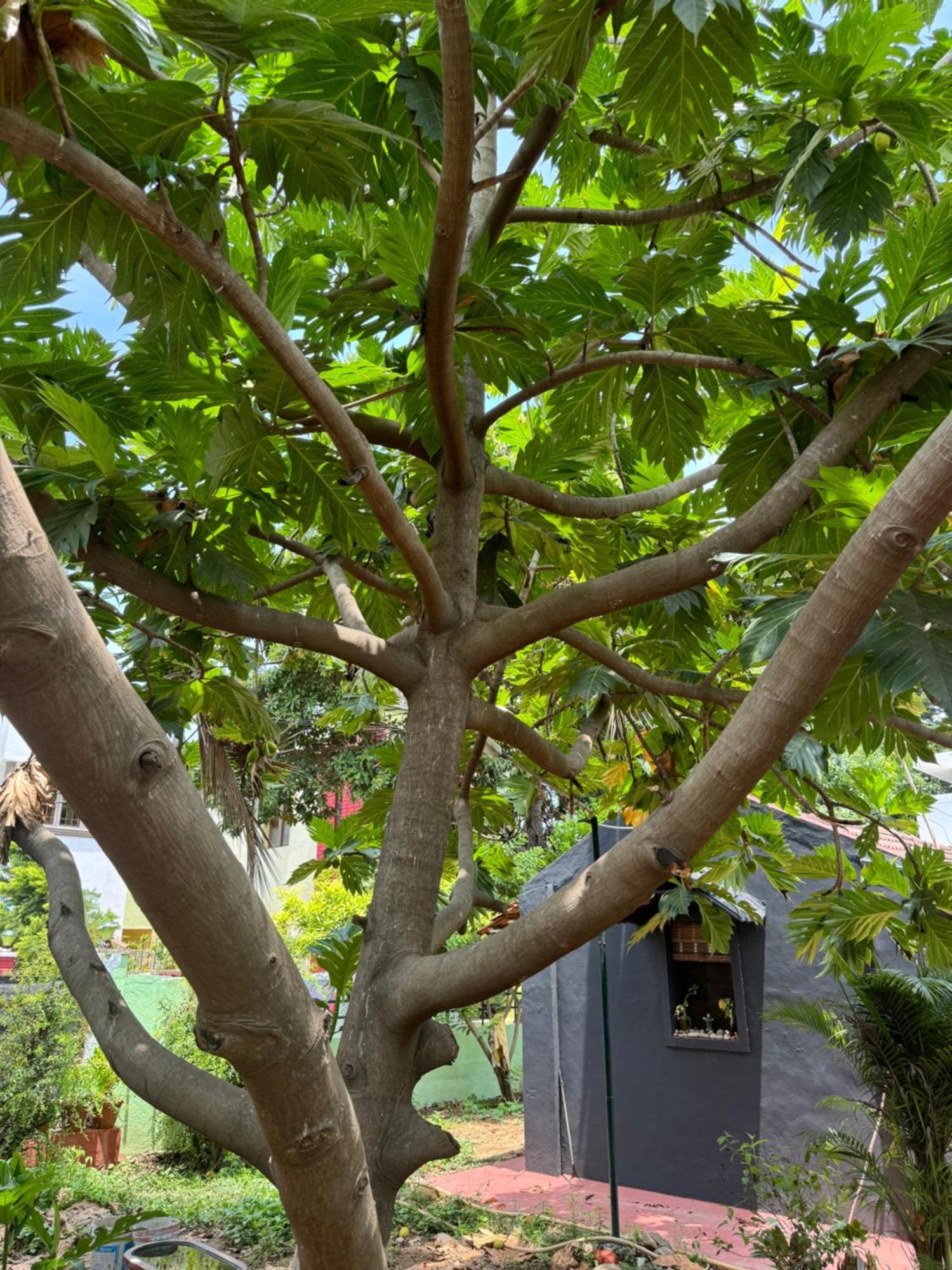 فندق The Lazy Palm Shack كويمباتور المظهر الخارجي الصورة